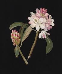 Maybe you would like to learn more about one of these? The Art History Of Paper Flowers Paper Tree