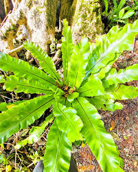 Image result for Asplenium ramicola