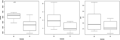 Image result for Leptonychia tokana