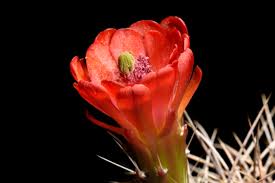 Nan montavon, age 72, of dixon, died wednesday june 9, 2021 at her home. California Archive Echinocereus Online