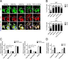 Level 7, ubn tower 10 jalan p.ramlee box 100 kuala lumpur 50250 malaysia. Microenvironment Rigidity Modulates Responses To The Her2 Receptor Tyrosine Kinase Inhibitor Lapatinib Via Yap And Taz Transcription Factors Molecular Biology Of The Cell