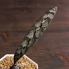 Image result for Oeceoclades