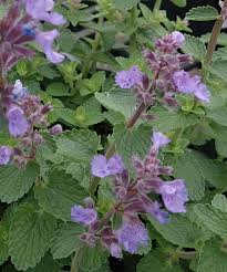 50 persian catmint mussins nepeta racemosa flower seeds. Catmint Nepeta Cat S Pajamas In The Catmints Database Garden Org