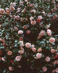 La Vie En Rose Flor Estetica Flores De Amor Plantas Con Flores