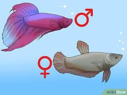 Betta fish come in brilliant colors; How To Determine The Sex Of A Betta Fish 9 Steps With Pictures