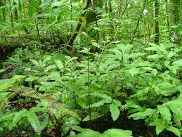 Image result for Elaphoglossum macropodium