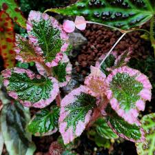 Image result for Begonia fusialata