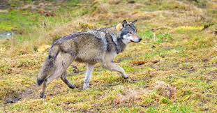 His only obstacle is his dad's gambling. Should Gray Wolves Be Removed From The Endangered Species List College Of Natural Resources News