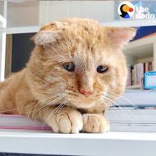 Here are only the best 1920x1080 cat wallpapers. The Dodo Sad Shelter Cat Gets Adopted And Purrs For The First Time Facebook