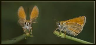 Butterfly Sari Antenli Zip Zip Sayin Adnan Atac Deklansorunden Kelebekler Zibin