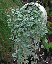 Image result for Sutera debilis