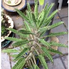 More and more succulent lovers are growing this succulent both indoors and outdoors. Bryophyllum Delagoense Kalanchoe Mother Of Millions In Gardentags Plant Encyclopedia