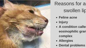 Here are the top 10 home remedies for chapped lips. Cat Swollen Lip Lower Upper Causes And Remedies Dogs Cats Pets