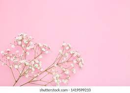 Gypsophila Paniculata Flower Label Best Flower Wallpaper