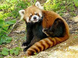 Red Panda At Maruyama Zoo Cute Animals Red Panda Panda Bear