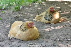 May 10, 2021 · fence off the plants. Limited Free Range Chickens 12 Tips To Balance Freedom Safety