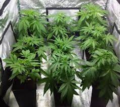 Marijuana grow rooms are preferable to outdoor gardens for several reasons: Step One How To Build The Perfect Indoor Grow Room For Up To 6 Plant Monroe Blvd