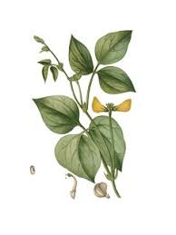 Image result for Vigna unguiculata