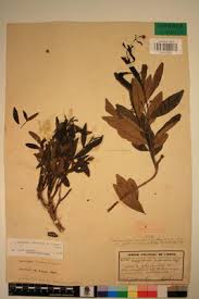 Image result for Landolphia lanceolata