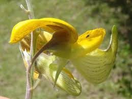 Image result for Crotalaria capensis