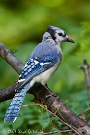 Small Birds Native To Michigan Michigan Bird Identification Flashcards By Proprofs Blue Jay Bird Bird Identification Blue Jay
