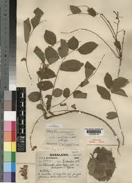 Image result for Millettia usaramensis