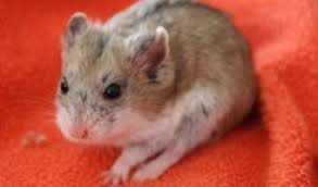 Check spelling or type a new query. Campbell S Dwarf Hamster Facts Information Pictures