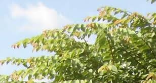 Image result for Pseudolachnostylis maprouneifolia