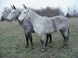 8 Mules Ideas Mules Horses Zorse