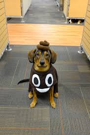 Everyone S Favorite Emoji Happy Howloween Cute Dog Costumes Dog Halloween Costumes Dog Halloween