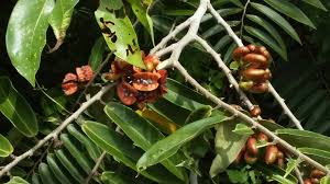 Image result for Xylopia lukei