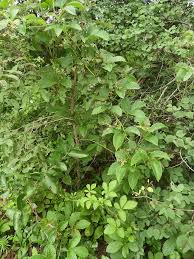 Image result for Cyphostemma gigantophyllum