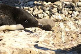 Pada kesempatan ini, soal meminta kita untuk menyebutkan catatan informasi dengan menggunakan kata atau frasa benda dari laporan tentang rantai makanan di antartika. Antartika Berduka Ribuan Anak Penguin Mati Kelaparan Halaman All Kompas Com
