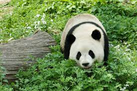 Two panda cubs born at berlin zoo last year charmed local media on wednesday, a day before their debut in front of the general public. Pandabar Infos Im Tierlexikon Geolino