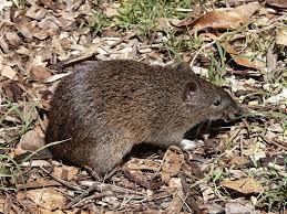 Marsupial Gallery A Pouchful Of Cute Marsupial Australia Animals Mammals