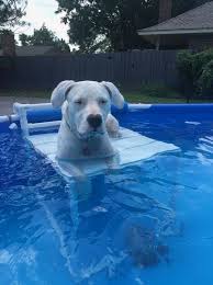 13 Dog Swimming Pool Ideas To Beat The Heat Of Summer Dog Swimming Pools Dog Pool Pool Decks