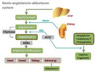 As the name implies, there are three important components to this system: Scienceslides Renin Ppt