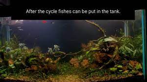 Top soil is the cheapest soil you will find, around 70 cents for a big bag. Planted Aquarium Using Garden Soil Dirt Youtube
