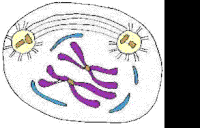 These animations bring to life the molecular engines inside mitochondria that generate atp, the main source of chemically stored energy used throughout the body. Cellular Respiration Gifs Get The Best Gif On Gifer