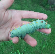 Image result for Cecropia