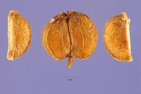 Image result for Hydrocotyle ranunculoides