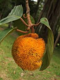 Image result for Artocarpus