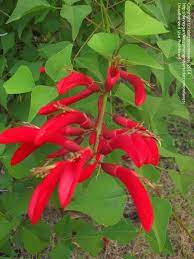 Go to all plant identification threads. Plant Identification Closed Need Id Help 6 Shrub With Red Flowers In Austin Tx 1 By Dotcomondaves