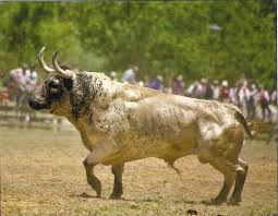 Pin De Taurophilos En Toros Pinterest Bull Riding Brave Animals Bull Cow