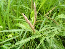 Image result for Uraria picta