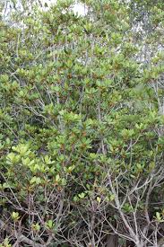 Image result for Manilkara mochisia