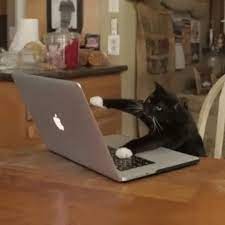 Cat Keyboard Gif Cat Keyboard Work Discover Share Gifs Cat Work Cats Funny Cat Videos