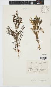 Image result for Senecio cryphiactis