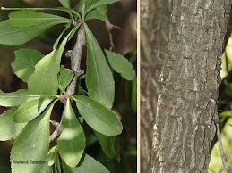 Image result for Gymnosporia glaucophylla