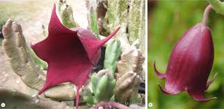 Image result for Stapelia getliffei